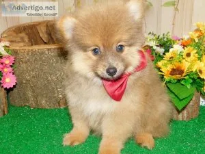 Chicago Pomeranian Babies. Prespoiled. Financing