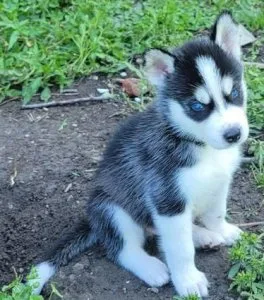 Siberian Husky