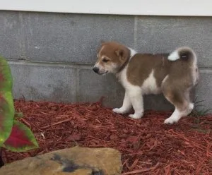 AKC Shiba Inu puppies available