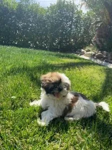 Nice and Healthy Shih Tzu Puppies Available