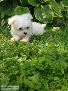 A.K.C. Purebred Maltese For Sale