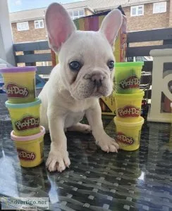 French Bulldog Puppies For sale