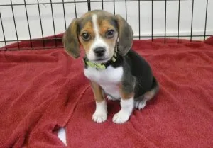 Well Socialized Beagle Puppies For Sale