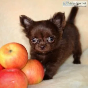 AKC Registered chihuahua Puppies