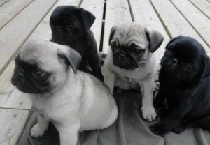KC Pug Puppies