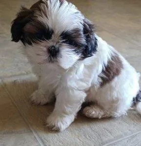 AKC shihtzu puppies