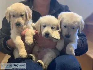 AKC Golden Retriever Puppies For Sale.