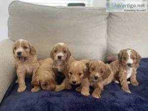 Beautiful litter of Cockapoo puppies looking for their forever 5