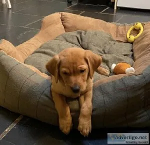 Labrador puppies kc registered