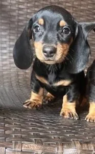 Male and female Miniature Dachshund puppies