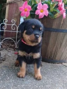 Adorable outstanding Rottweiler puppies