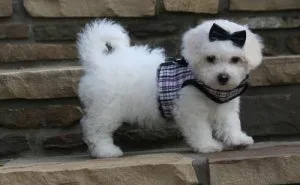 Full potty trained AKC Bichon Frise Puppies