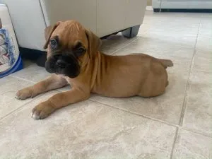 Super Adorable BoxerPuppies