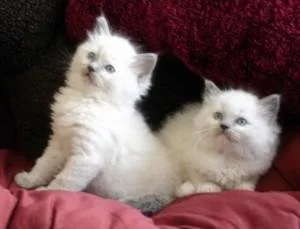 House Trained Ragdoll kittens