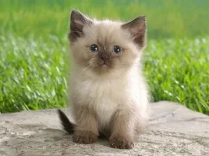 Outstanding Himalayan Kittens