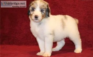 Potty Trained Aussie Doodle Puppies.