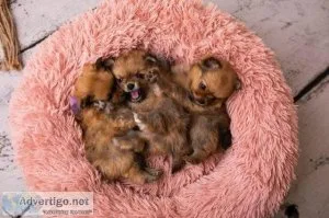 POMERANIAN CUTE PUPPIES LOOKING FOR HOME