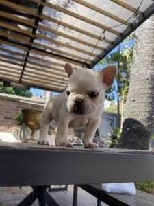 AKC quality French Bulldog Puppy for adoption
