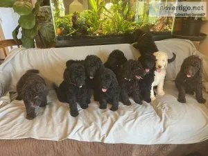 Labradoodle Puppies