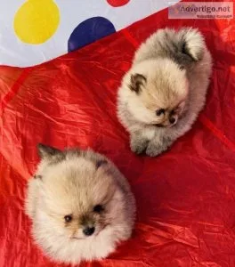 Lovely Teddy Bear Pomeranian puppies looking for new homes