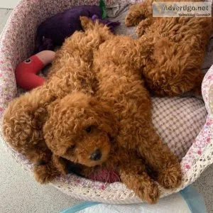 Adorable Toy Poodle puppies ready