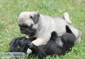AKC Registered Pug Puppies for sale.