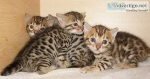 Beautiful Purebred Hypoallergenic Bengal Kittens