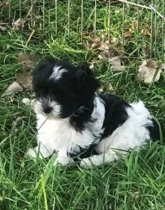 Home raised Shihpoo puppies available