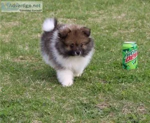 Sweet Pomeranian Puppies For Sale.