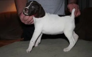 AKC German Shorthaired Pointer boys and girls for sale.