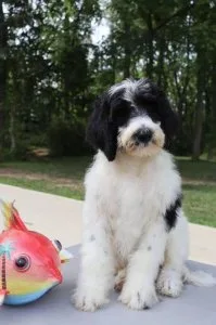 Marcus Male F1b Sheepadoodle
