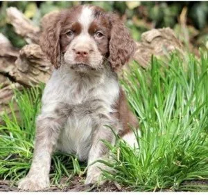 Adorable English Springer Spaniel Puppies.