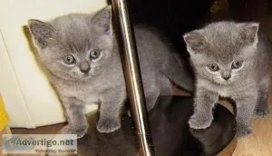 Adorable British shorthair kittens