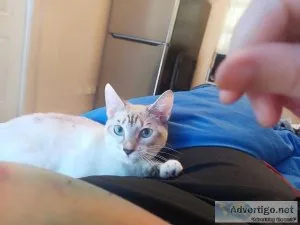 Kitten in need of a new home