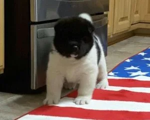 AKC reg. Akita Puppies for sale