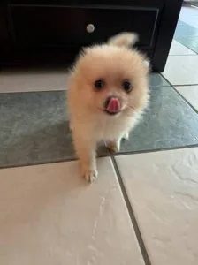 Pomeranian Puppies ready