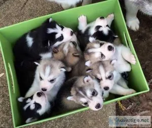7 Siberian husky pups looking for their new homes
