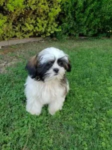 Two adorable Shih Tzu puppies