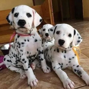 AKC Dalmatian puppies available