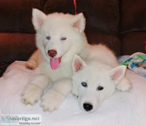 Akc siberian husky pups white with blue eyes