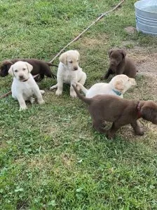 Gerogeous Labrador Retriever Puppies For Sale