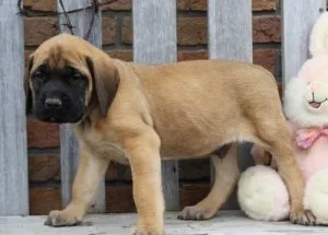 Very Intelligent Bullmastiff puppies