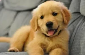 Adorable Golden retriever Puppies