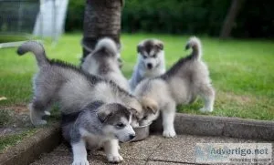 Lovely AKC Alaskan malamute Puppies