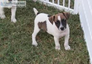 Healthy Jack Russel Terrier puppies for sale.