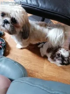 8 week old liver Shih Tzu puppy