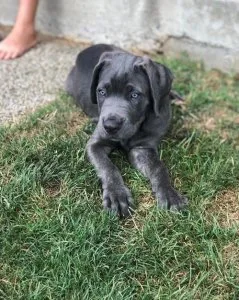 Adorable Cane Corso Italiano Puppies.