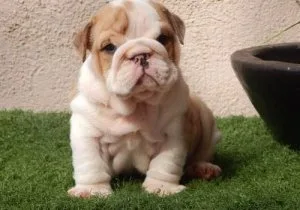 Gorgeous English Bulldog puppies