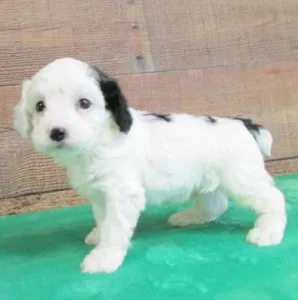 Healthy Cockapoo Puppies For Sale.