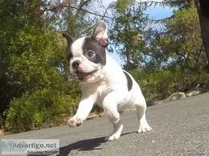 Smart Boston Terrier Puppies